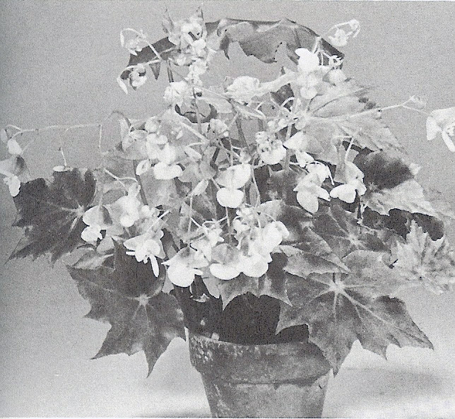B. ‘Santa Monica’